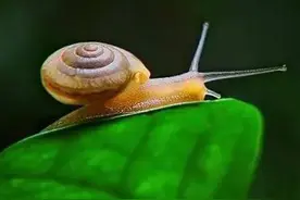 随手捉一只小蜗牛，你认识吗？在小区给孩子上一节博物课吧！图片