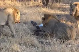 母狮倒地不起，遭四雄狮啃咬致死，同类竟相残，恐怖！图片