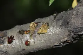 停车位置选择有技巧 在这些树下停车您可悠着点吧！图片