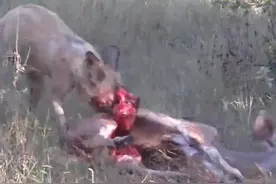 鬣狗开膛破肚活吃羚羊，竟然如此来啃，画面有点过份图片