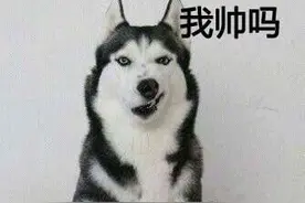 哈士奇很会卖蠢，但当主人说它坏话时，它竟给出这样的反应！图片