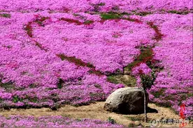 烟台：昆嵛山芝樱花红遍山野图片