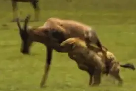 鬣狗扑倒活吃羚羊，专啃内脏不断抢食，不到一分钟竟吃干抹净！图片