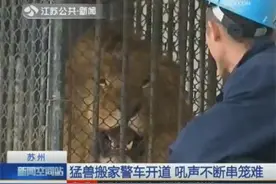 苏州动物园猛兽搬家警车开道 吼声不断串笼难图片