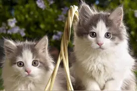 如何快速去除猫咪身上的跳骚图片