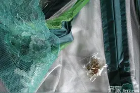 夏季防蚊最简单的方法 再也不用和蚊虫亲密接触！图片