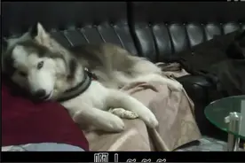 哈士奇感觉被食物欺骗，竟然大发脾气，还向主人告状！笑趴了！图片