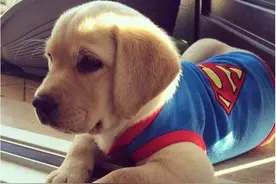 训狗之前你必须知道这些图片