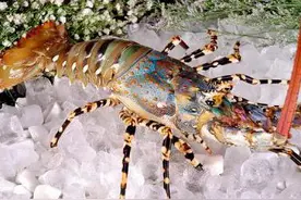 家庭如何养殖澳洲大龙虾？图片