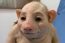 母猪到底有没有十八奶？图片