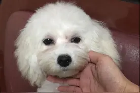 朋友劝说，比熊泪痕问题难养！酷爱比熊的我，走上了治泪痕之路！图片