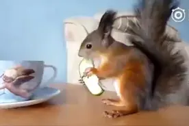 萌宠搞笑图第191波:一只松鼠正在享受美好的早餐图片