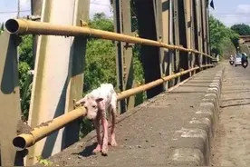 一只流浪狗在路边静静等死，恰好这时她开车路过......图片