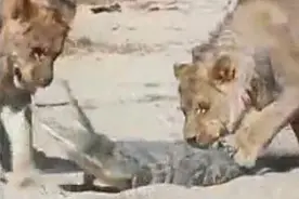 狮子大战鳄鱼，鳄鱼张大嘴反抗，不到一分就被狮子空中狠甩毙命！图片