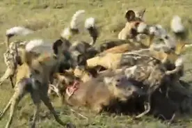 野狗群疯狂抢食疣猪，不到一分钟，疣猪竟变成了这个样子，惊悚！图片