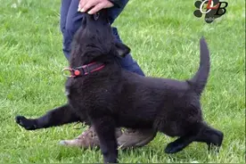 原创 国外 一只9周小德牧 第一次服从训练图片