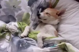 史上最会赖床的柴犬，面对主人催起床，它的招数让主人又气又笑！图片