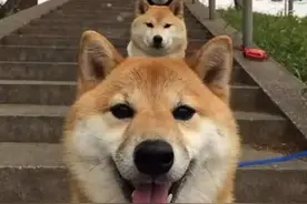 每天认识一种宠物狗：日本癞皮土狗柴犬，这赖皮我给98分图片