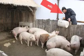 LOL辅助超神系列，adc已回家养猪——Top 9图片