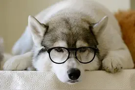 三个故事诠释二哈本色，见识到二哈真本事后，众人笑cry了图片