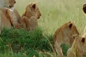 狮王之争：两只入侵雄狮和狮群的激烈斗争。图片