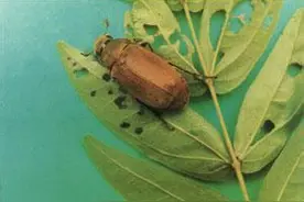 农村这三种看着恶心的虫子，却能做美味图片