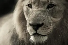 男人用成熟和冷静保护女人，而不是冲动和鲁莽图片