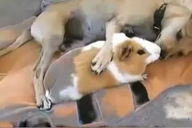 狗狗与荷兰猪玩亲亲，还做出如此亲密举动，没想到你是这样的狗！图片