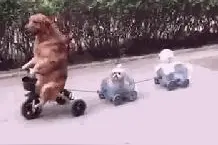 中国的金毛会骑自行车带小狗遛弯，外国人表示不服了图片