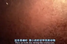 海底没有阳光，为何还有那么多生物？它们靠吃土么