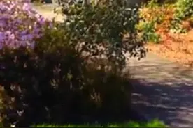 太淘气了!美男童遥控无人机恶搞中年男子引热议图片