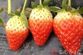 草莓布丁的做法 草莓的另类吃法图片