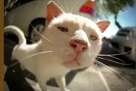 动物视频：哈哈镜里面的小猫咪，看上去好好笑哦视频封面