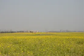 淮北"绿色银行"理念打造油菜花田丰富东湖景观色彩图片