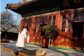 喵星人佛性高！学佛听经后不再打群架图片