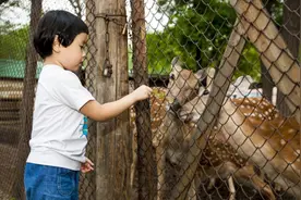 梅花鹿肉的营养价值图片
