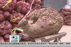 田地里的新网红：“山鸡”大地瓜视频封面