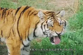 恭喜！属虎人你的贵人已到在门口了，快去迎接，错过一次等十年！视频封面