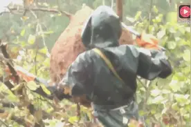 实拍：勇猛的捕蜂人，在树上取直径约1米的马蜂窝全过程，胆真大视频封面
