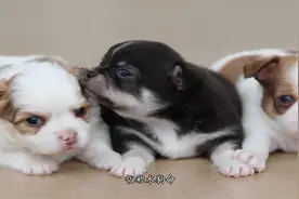 狗年人最艰难的十年，尤其是82年的，你家有吗？注意了视频封面