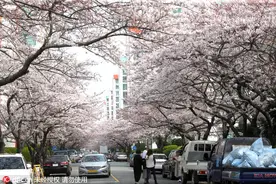 韩国釜山“樱花隧道”浪漫绽放图片