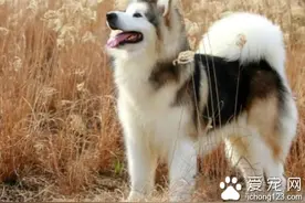 小母狗几个月来月经 满一岁之后就会来月经图片