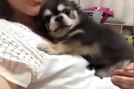 小狗趴在女主人身上，甜甜的撒娇，画面太美了 人不如狗啊视频封面