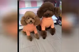 泰迪情侣太有默契了，穿上情侣装后更让人羡慕了！视频封面