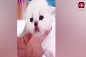 小奶猫找不到妈妈竟然偷偷哭了，这小模样简直萌呆了视频封面