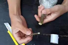 园丁小哥教你这样嫁接果树最简单 包你很快学会嫁接果树