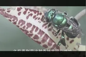昆虫视频：苍蝇这种肮脏的昆虫竟然也被美丽的花朵吸引，真的不搭