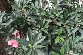 四季茶花 的养殖技术视频封面