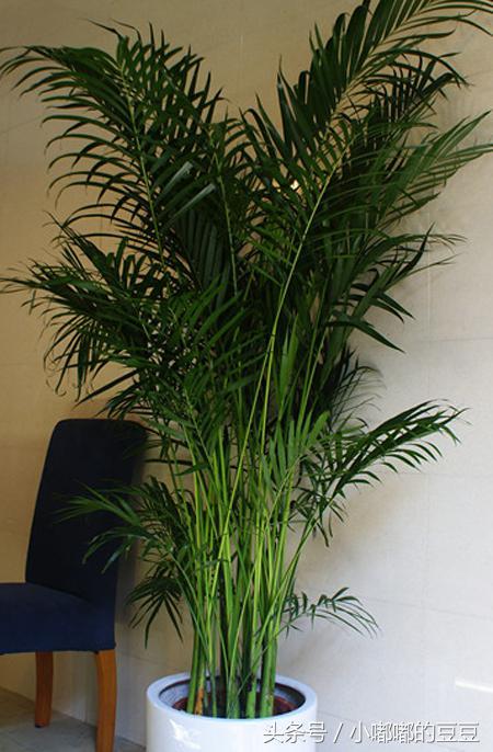 富贵椰子的养殖方法及注意事项