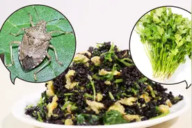 全球15%人群讨厌香菜 因为吃的方法不对